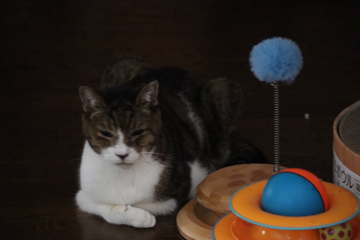 sasya286🦖🌱🙏🇺🇦🙏 tweet media