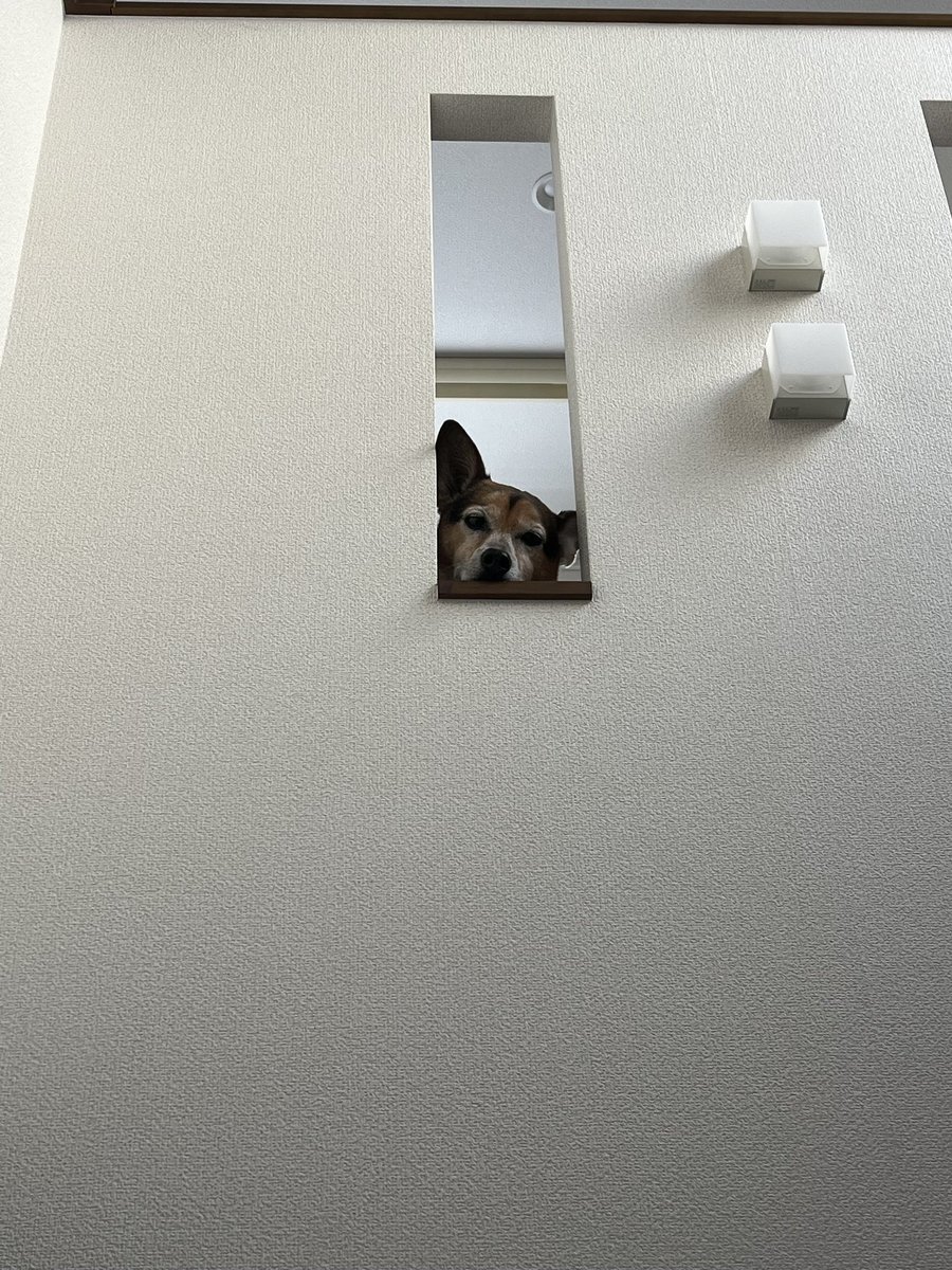 Rocka@犬連れCAMP tweet media