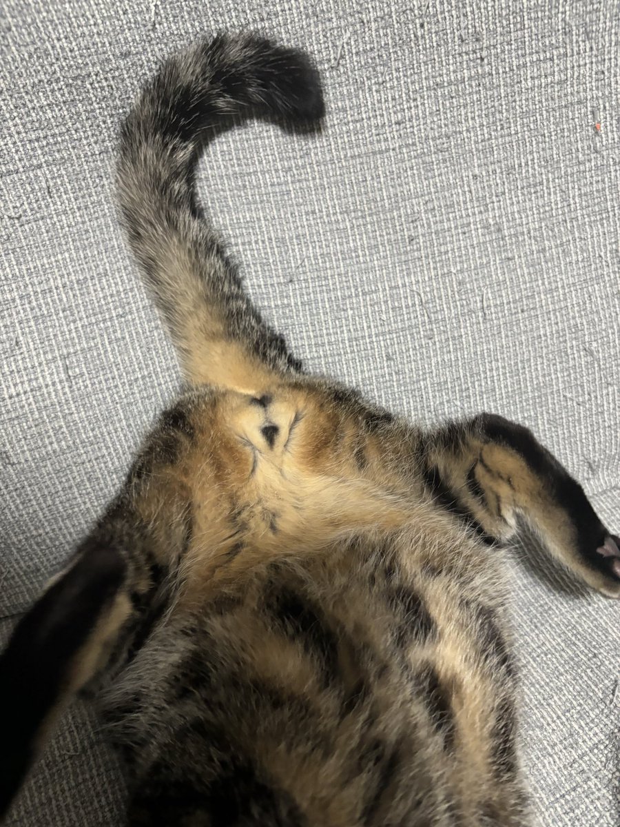 みんなにゃん玉が好きなんだね〜と思って、アニにも見せてもらったら（袋しか無いけどw）
ハート❤️だった🤣