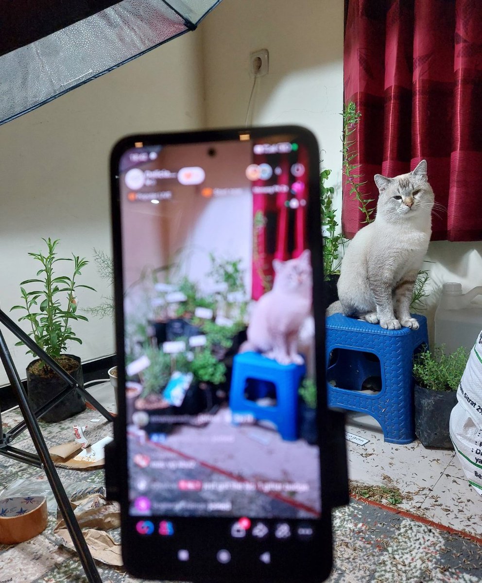 Joyful Garden 🌿🫑 tweet media