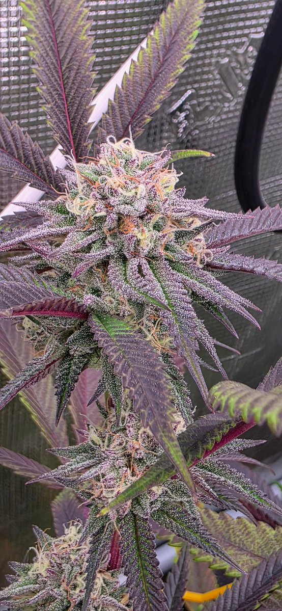 Xklusive Xotics tweet media