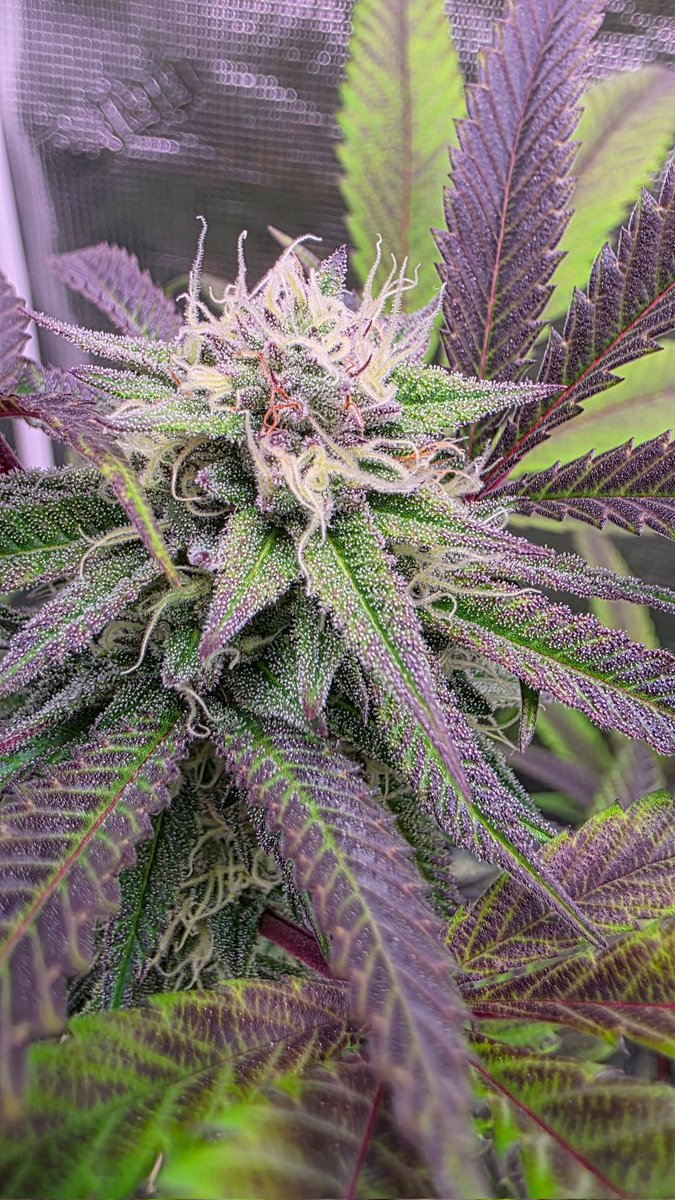 Xklusive Xotics tweet media