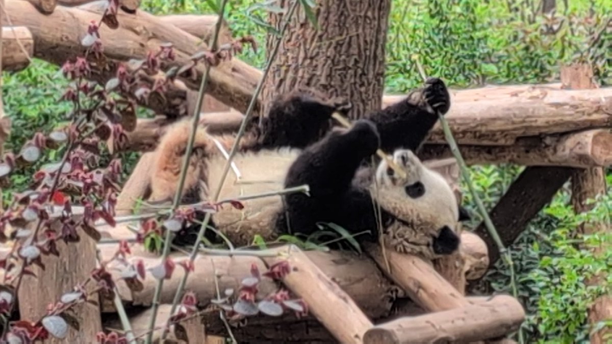 ElasLittleWorld's tweet image. Just spent the morning with the pandas in Chengdong and I'm officially obsessed.🥹🐼 So much fluff and clumsy charm - one of the happiest moments of my trip! Who else wants to go? ❤️ #PandaLove