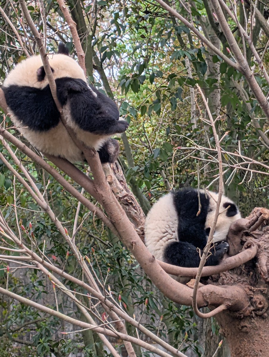 ElasLittleWorld's tweet image. Just spent the morning with the pandas in Chengdong and I'm officially obsessed.🥹🐼 So much fluff and clumsy charm - one of the happiest moments of my trip! Who else wants to go? ❤️ #PandaLove