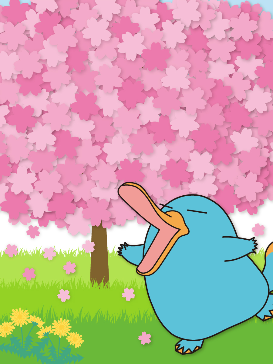 🌸🌸🌸桜が満 開🌸🌸🌸 入り切らないくらい桜が咲いて、イコちゃん大