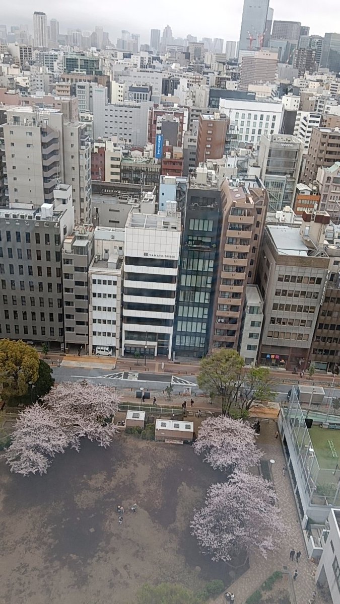 プティとアッシュのママ tweet media