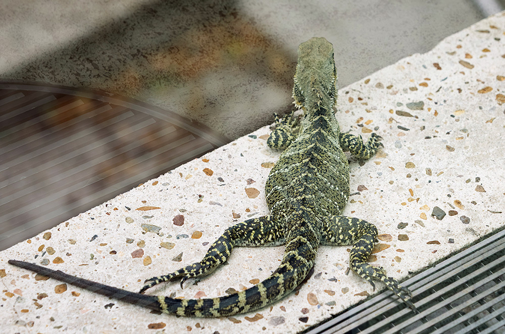 QAGOMA's tweet image. Our resident water dragons want in... they can't but you can. When you visit see our friendly four legged friends near the #Queensland Art Gallery's Reflection Pond &amp;amp; Sculpture Courtyard. They can grow up to a metre in length, thankfully they aren’t that big. Only in #Brisbane