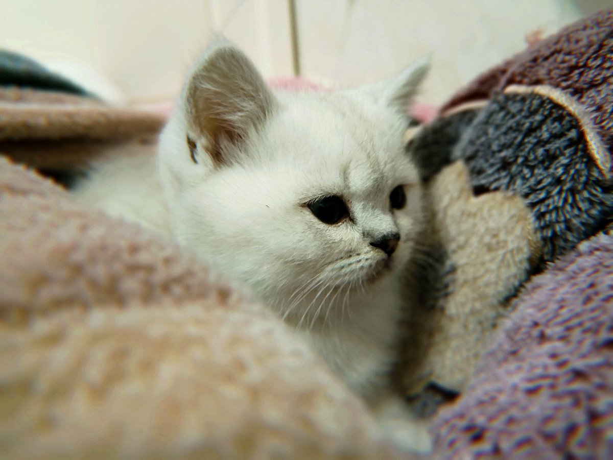 sexyarta's tweet photo. "From tiny paws to big adventures  Watch your fur baby grow—every meow, zoomie, and snuggle is a memory in the making. What’s your pet’s sweetest growth milestone  #PetGrowth #FurBabyJourney" https://t.co/cgPhBnC0wm