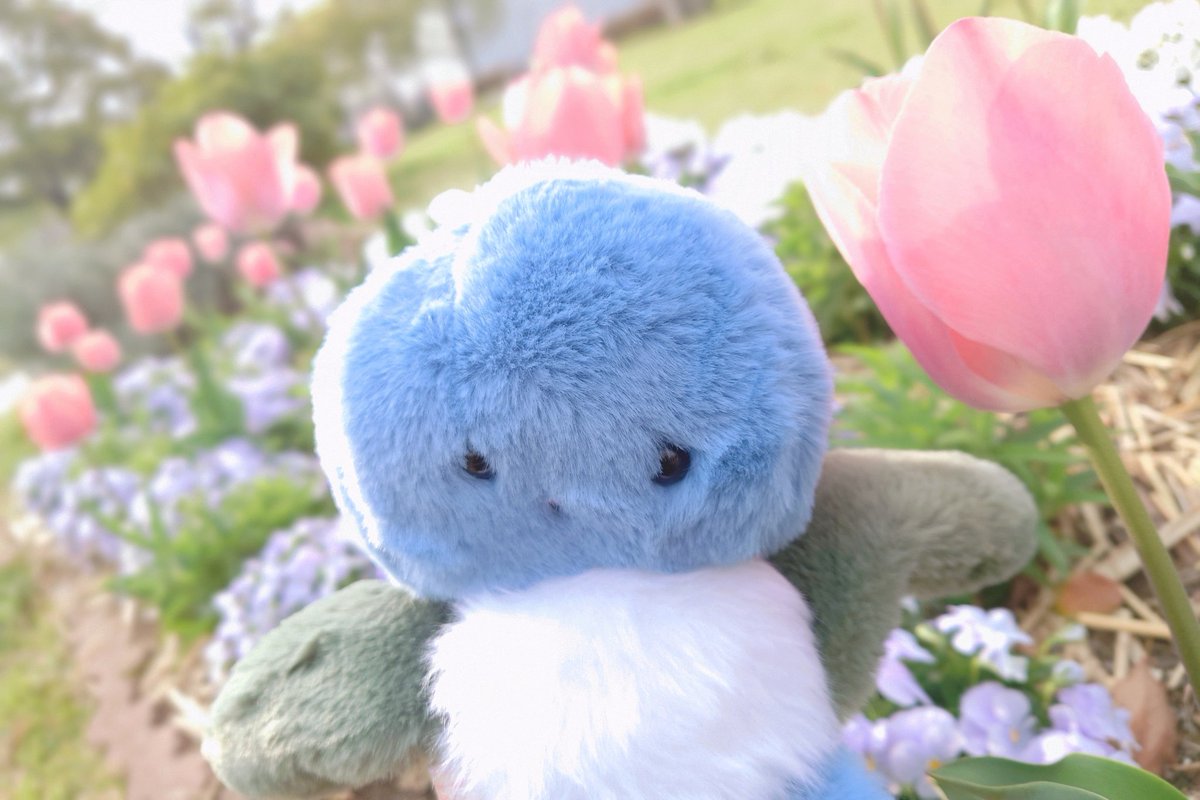 ____s_u_i's tweet photo. …🚶‍➡️🌸🤍🌷☘️ https://t.co/kxpcN5CQrd