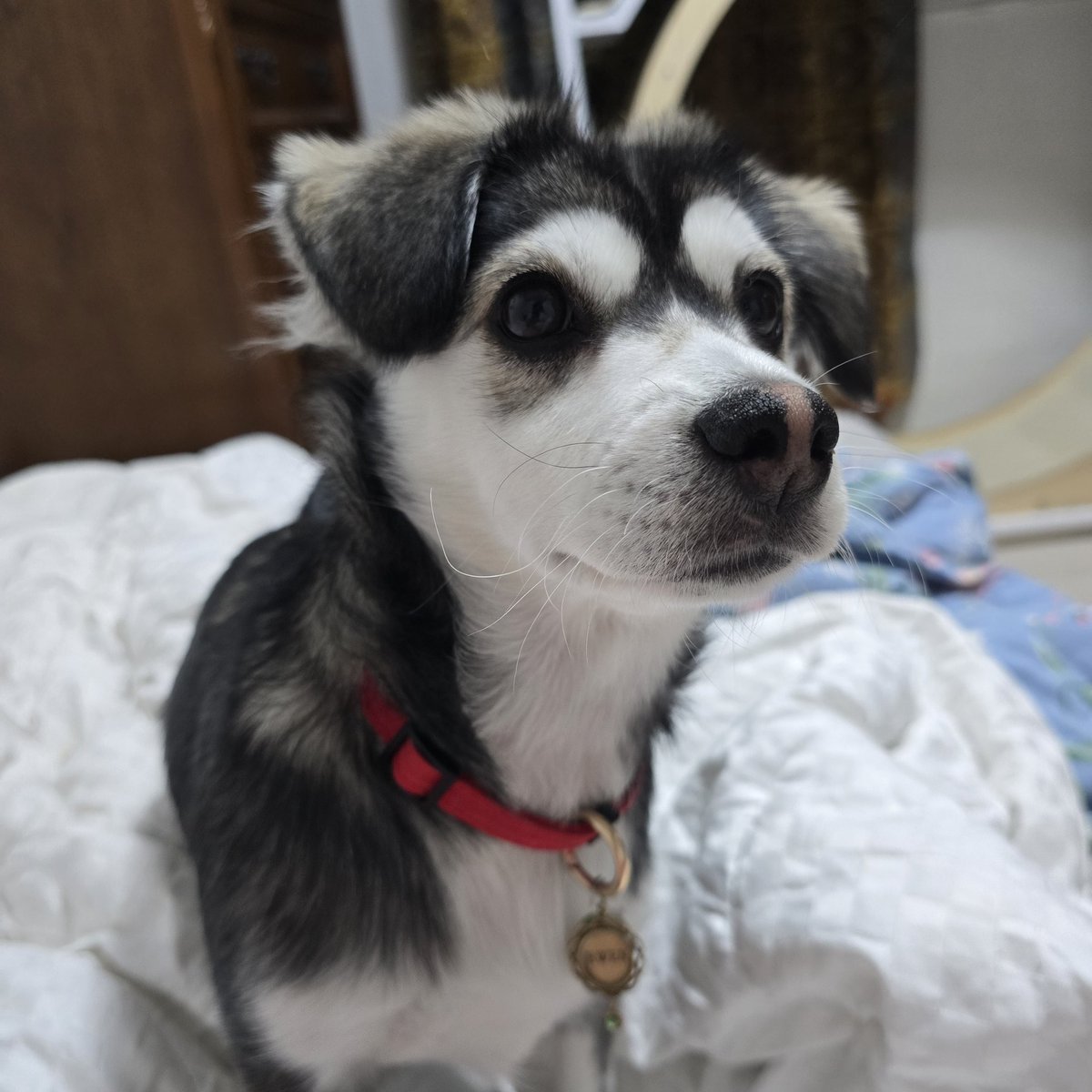 간헐적 짭스키 🐶르웬 🍼 tweet media