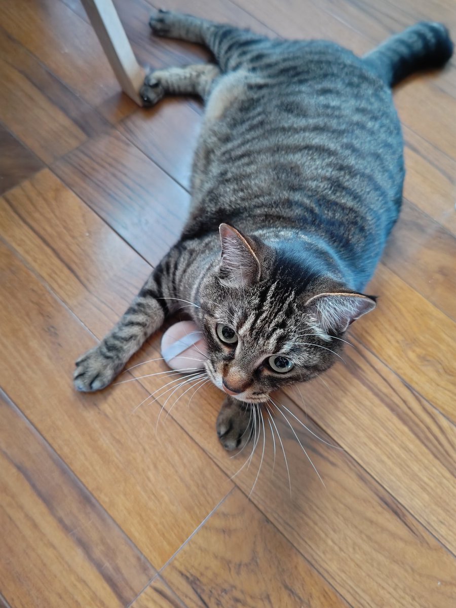 lens888's tweet photo. 愛猫に　パフを盗られる　春雨の朝 https://t.co/1wC3inav6G