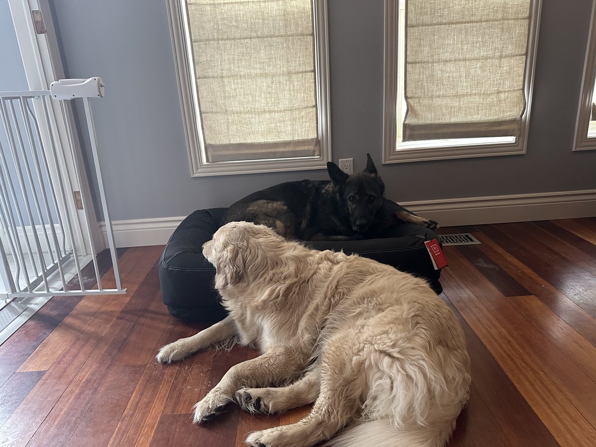 riceCRISPR tweet media