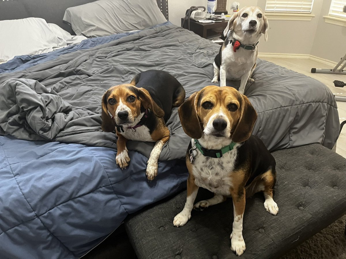 Bella, Mags , Brie and 🌈Bentley 🐞🐞 tweet media