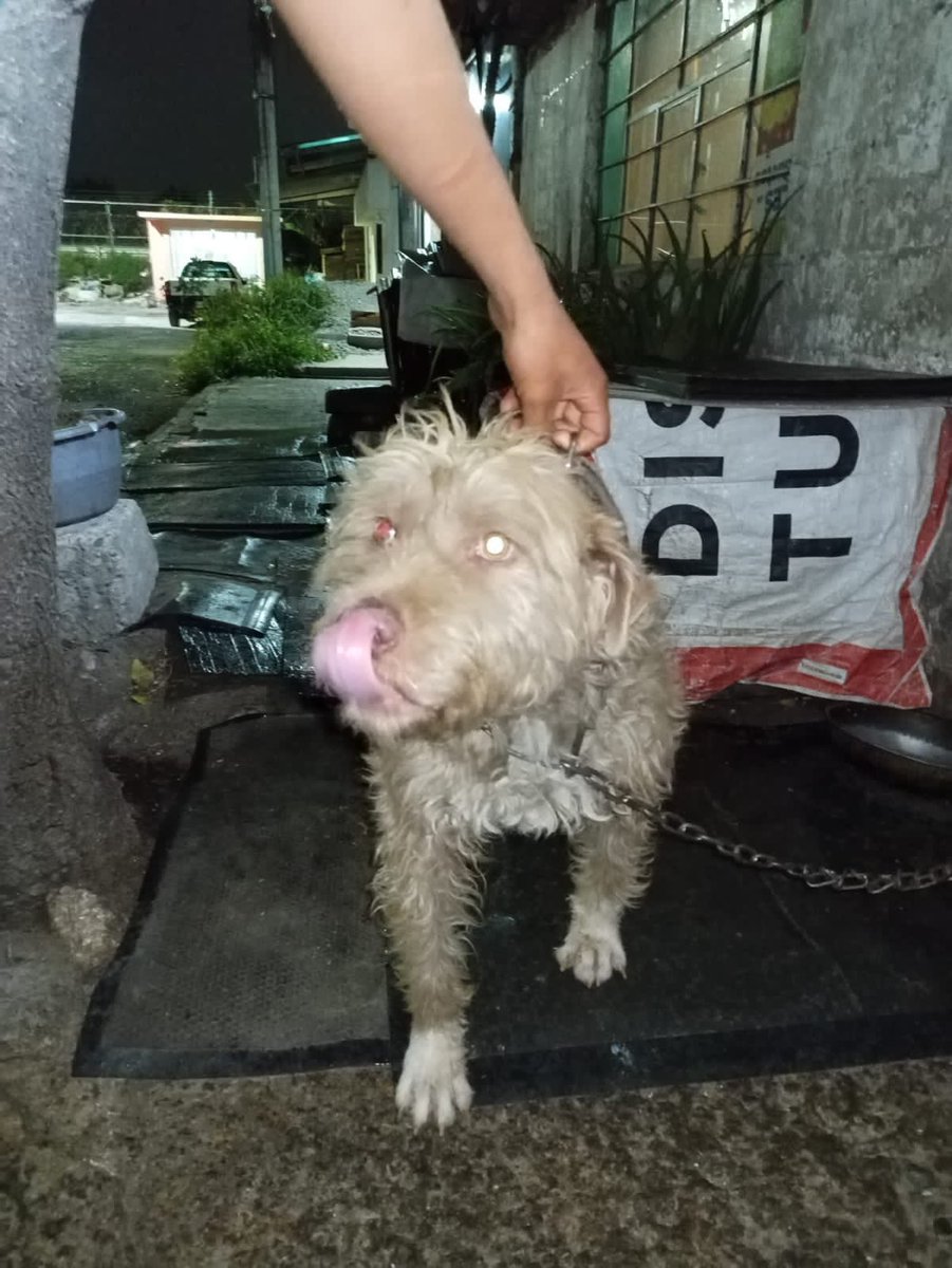 𝙷𝚎𝚕𝚊 𝙼𝚘𝚛𝚎 🐶 tweet media