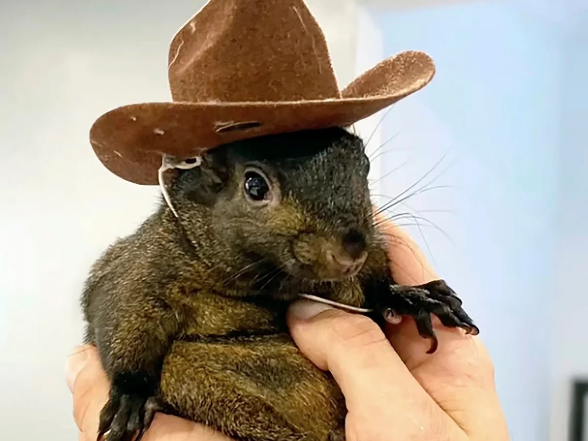 Gain of Fauci tweet media