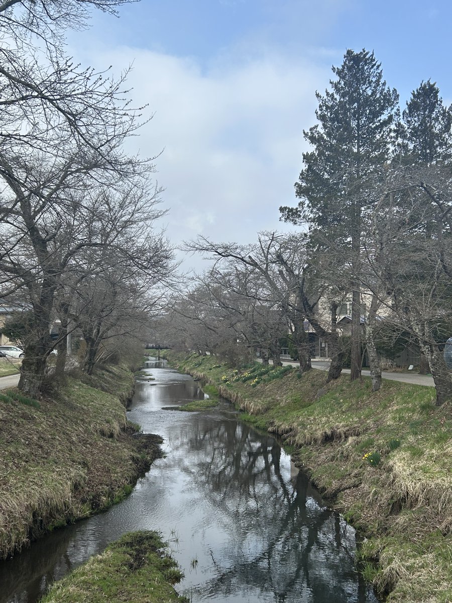 fmfujigoko's tweet image. 令和七年度の最終日🗓明日からも気持ち新たに頑張りましょう✊
午前11時～「smileふじごこ」田村と小野でお送りします📻　＃スマイルふじごこ　＃AllisWell
「忍野村春色まつり」は４月11日（土）12日（日）に向の家駐車場にて開催されます🌸（写真は今日の状況‥‥蕾がほんのりピンクに！）