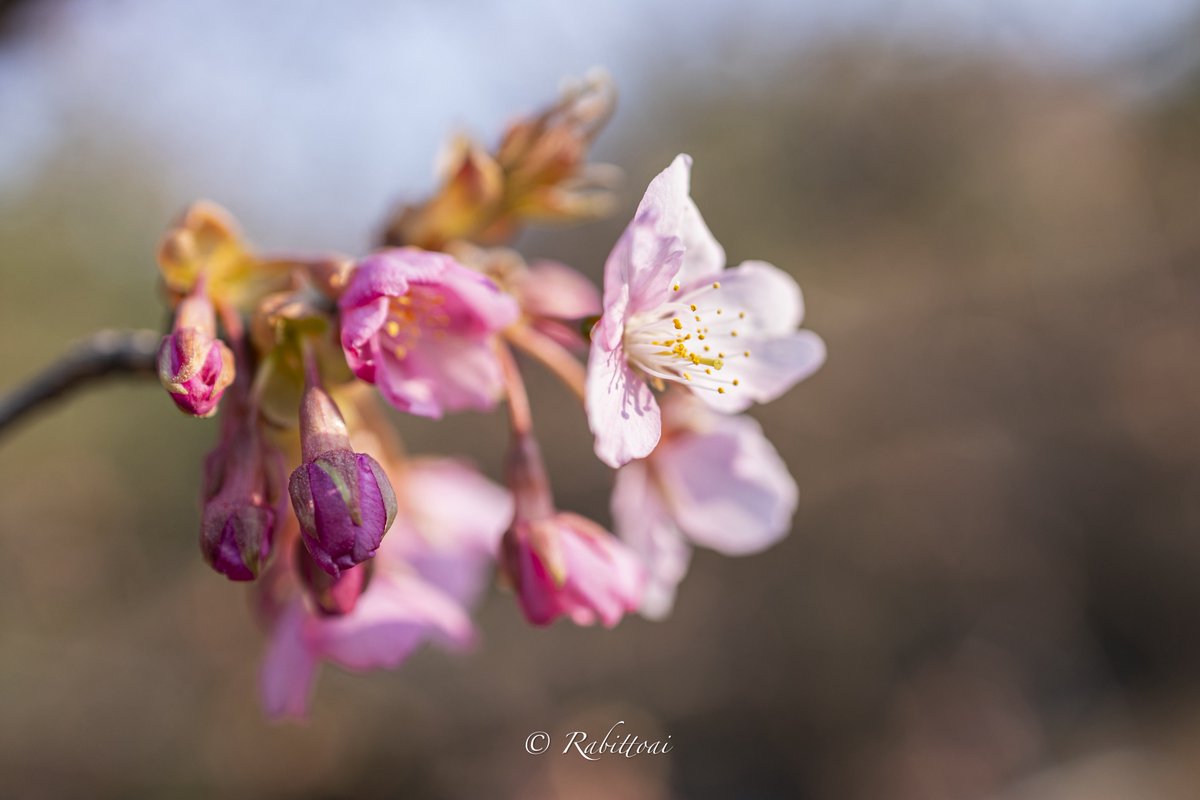 ラビットアイ tweet media