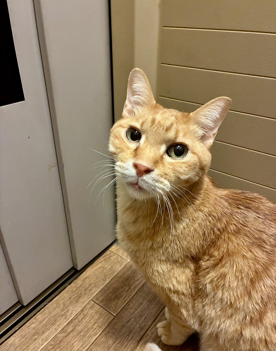 ブチャ tweet media