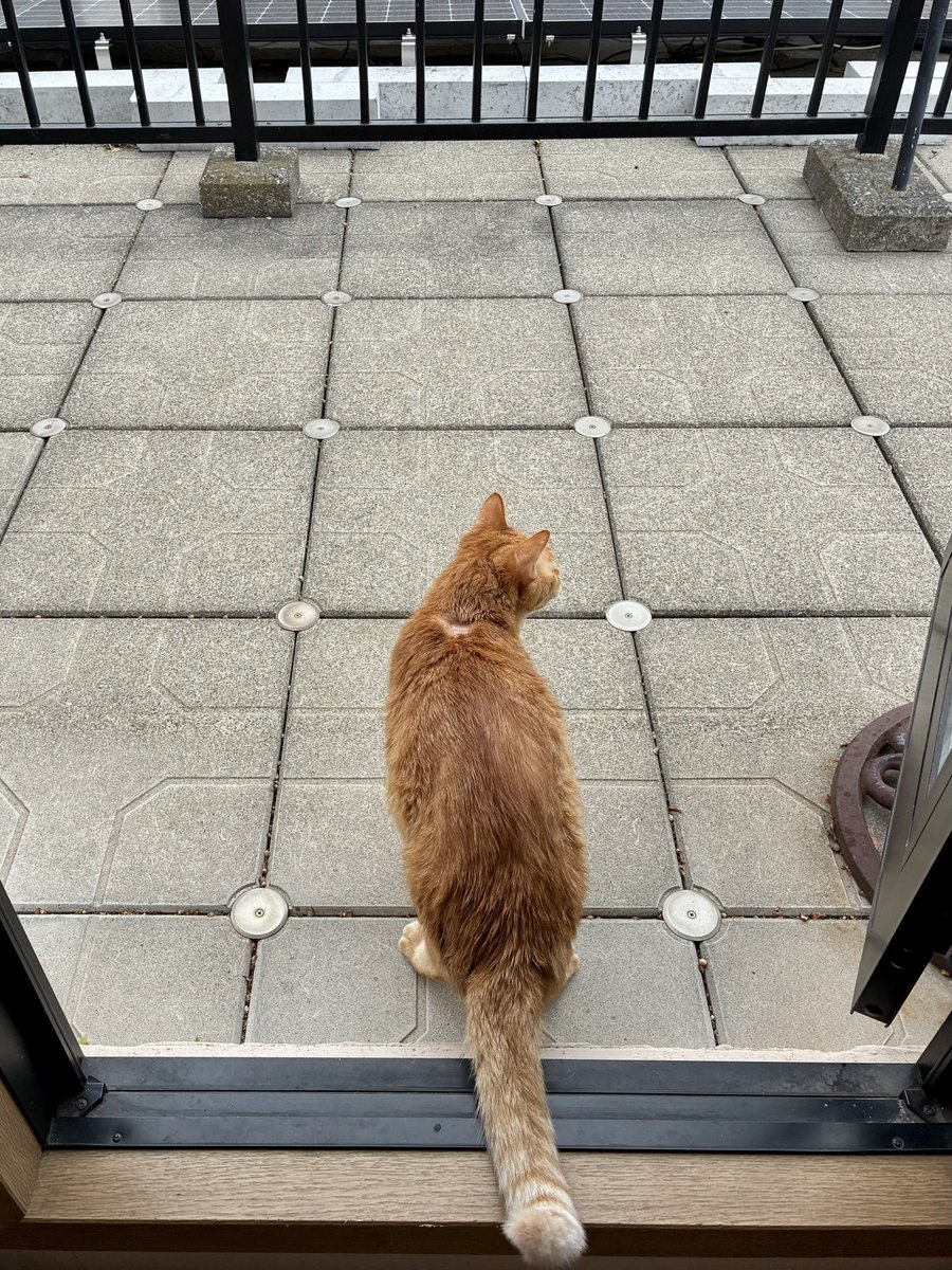 ブチャ tweet media