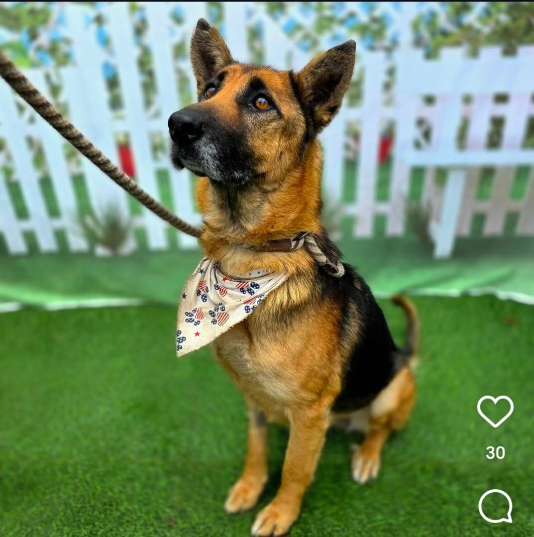 Maple 🐕 🎹 🎸 💙 tweet media