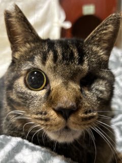 いつでも里親募集中 tweet media