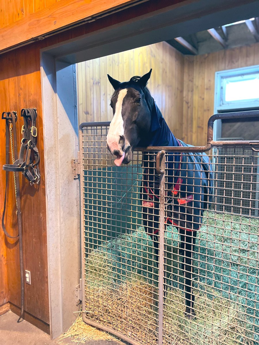 なべプロ@一口馬主Buddies tweet media