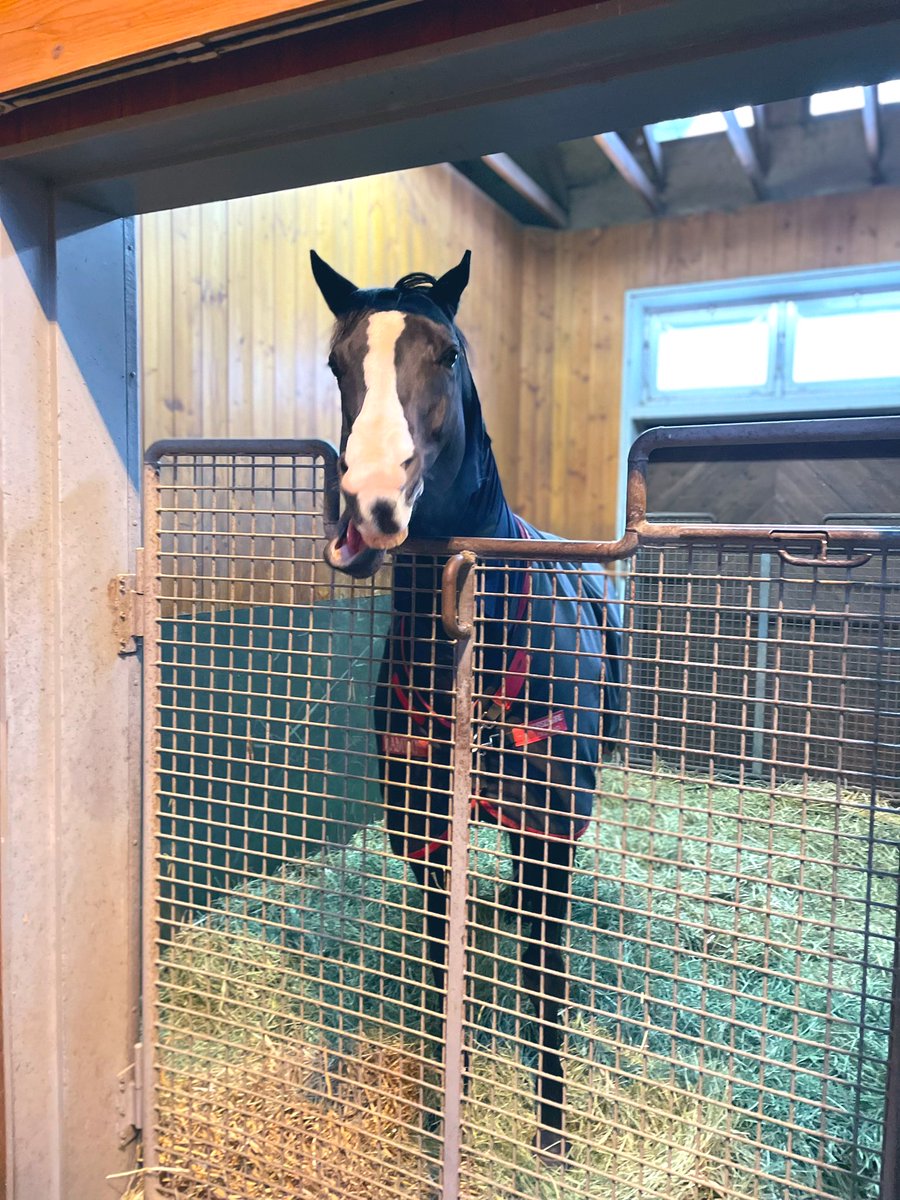 なべプロ@一口馬主Buddies tweet media