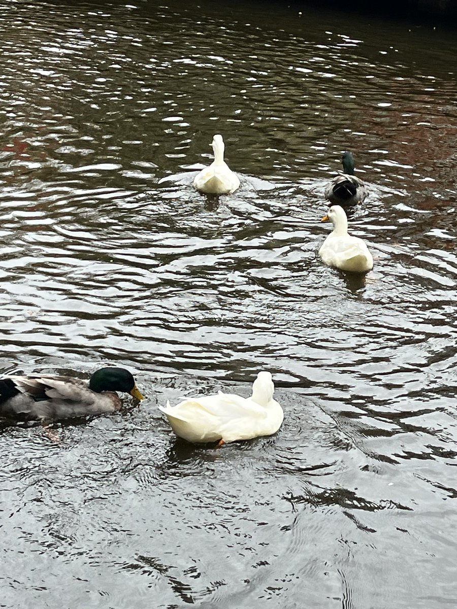 Moroo Jun tweet media