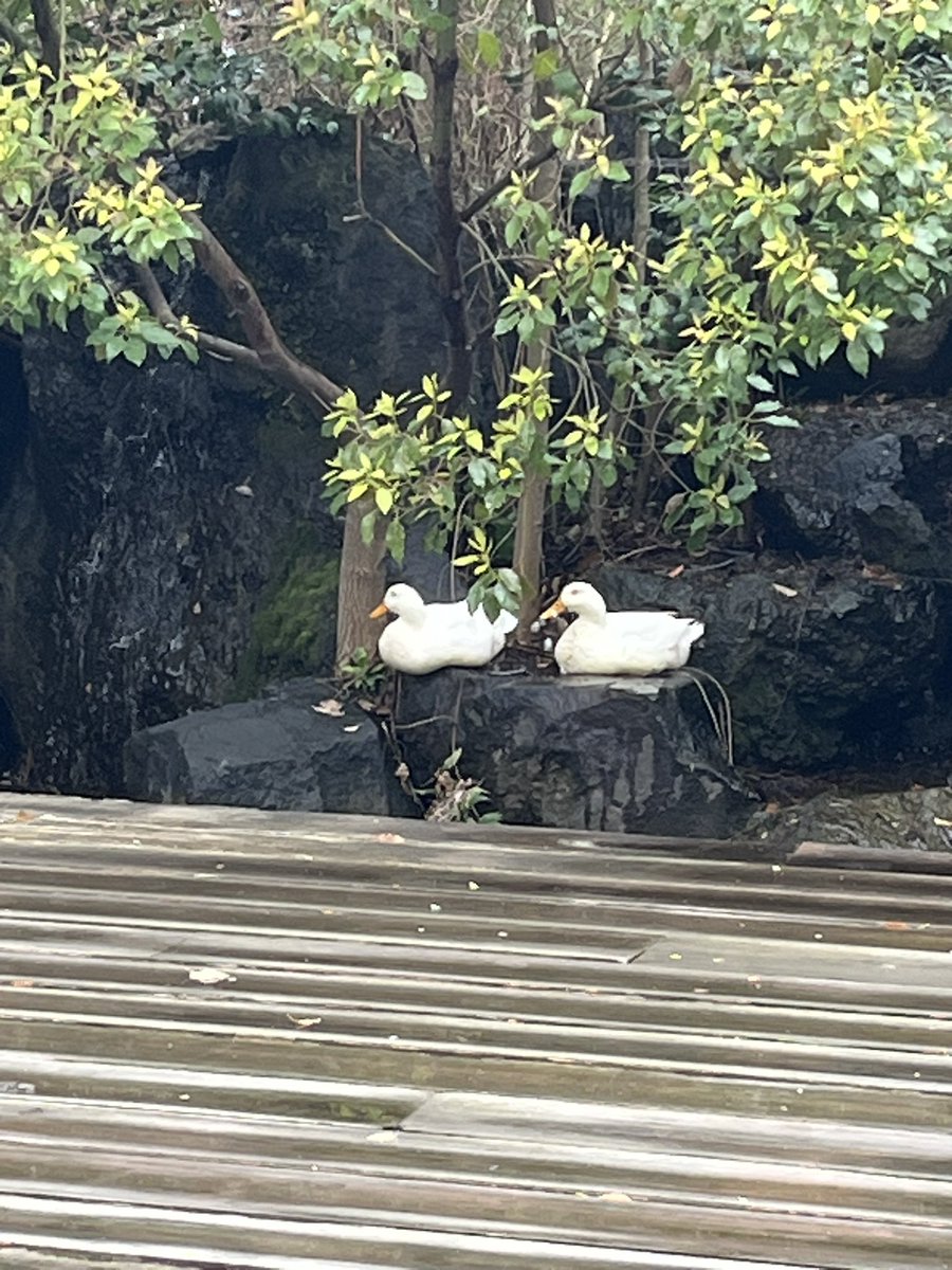 Moroo Jun tweet media