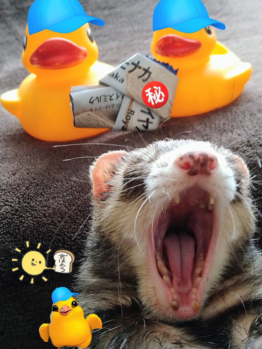 ねこみみ tweet media