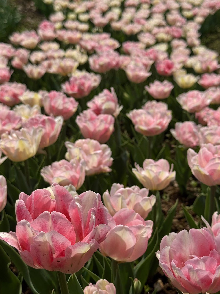 ひなっち🐣 tweet media