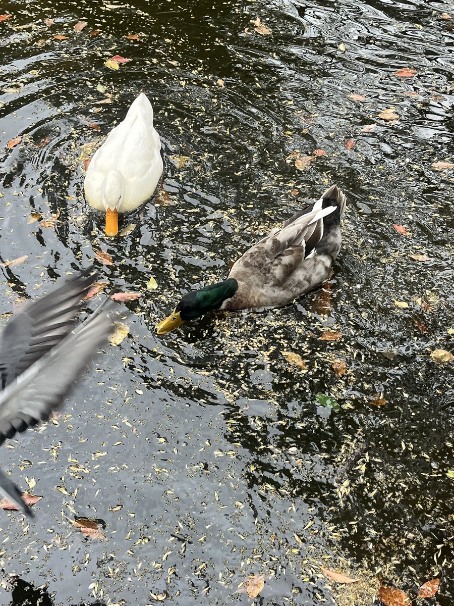 Moroo Jun tweet media