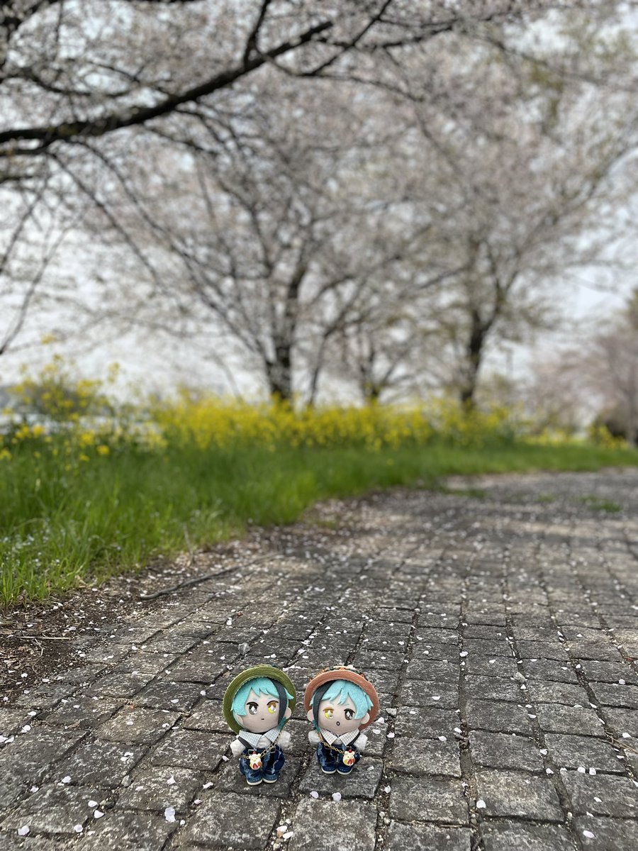 ruruta_nuibu's tweet photo. ゆきやなぎ
さくら
なのはな

あたかい かぜ
おひさま ちらっと

よい はるのひ https://t.co/LAwgpG8AYB