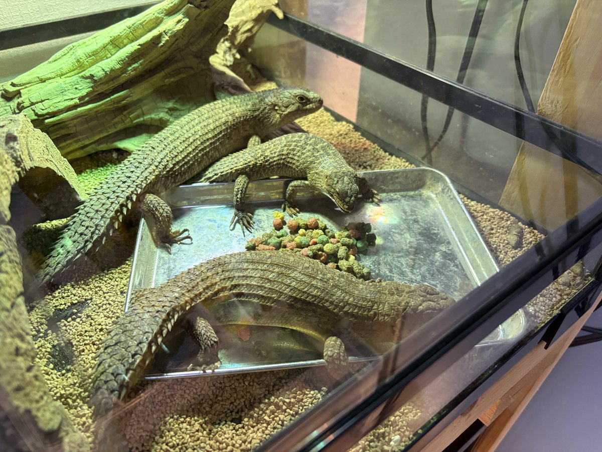 AF_SoRA@ルート tweet media