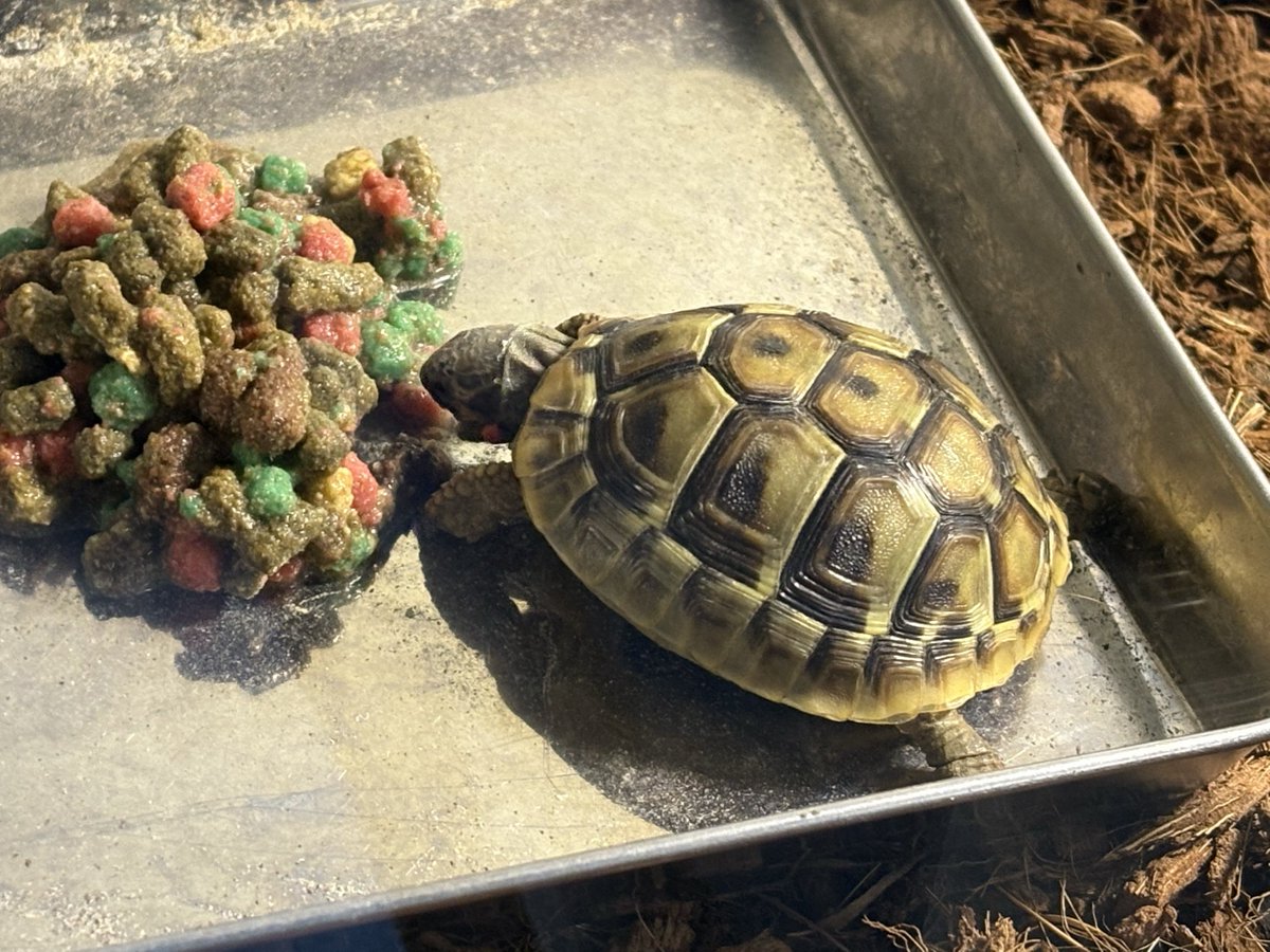 AF_SoRA@ルート tweet media