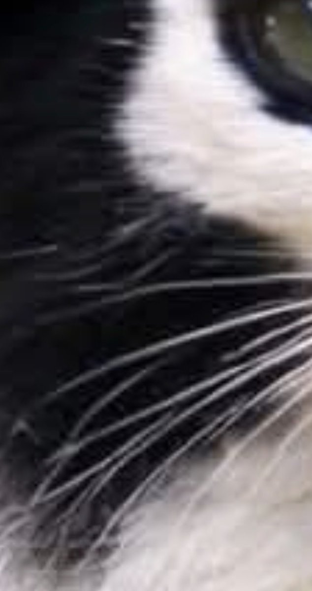 Flexual Assault tweet media