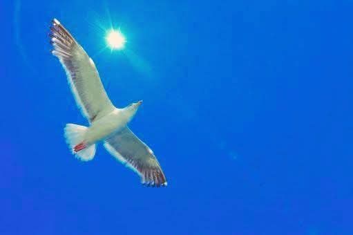 立ち上がって、

行きなさい。

あなたの 信仰が、

あなたを 直したのです。

ルカ17:19