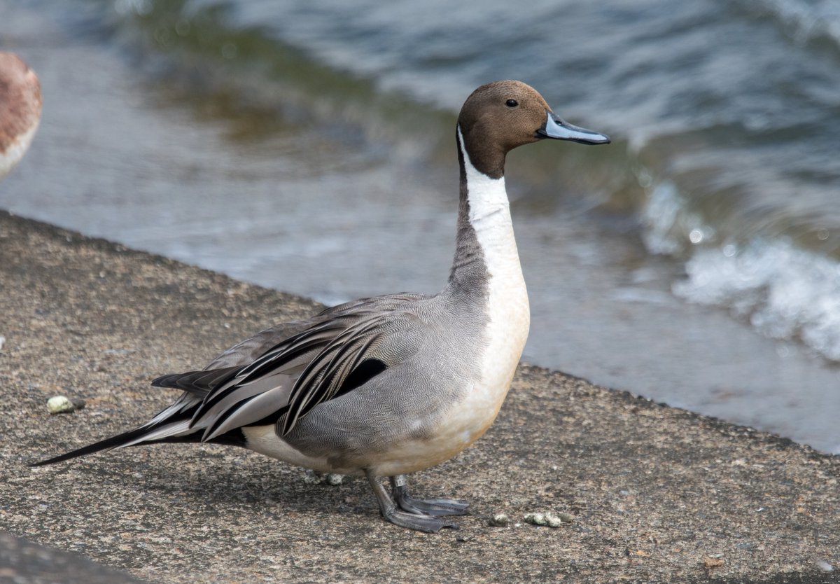 FukuShin tweet media