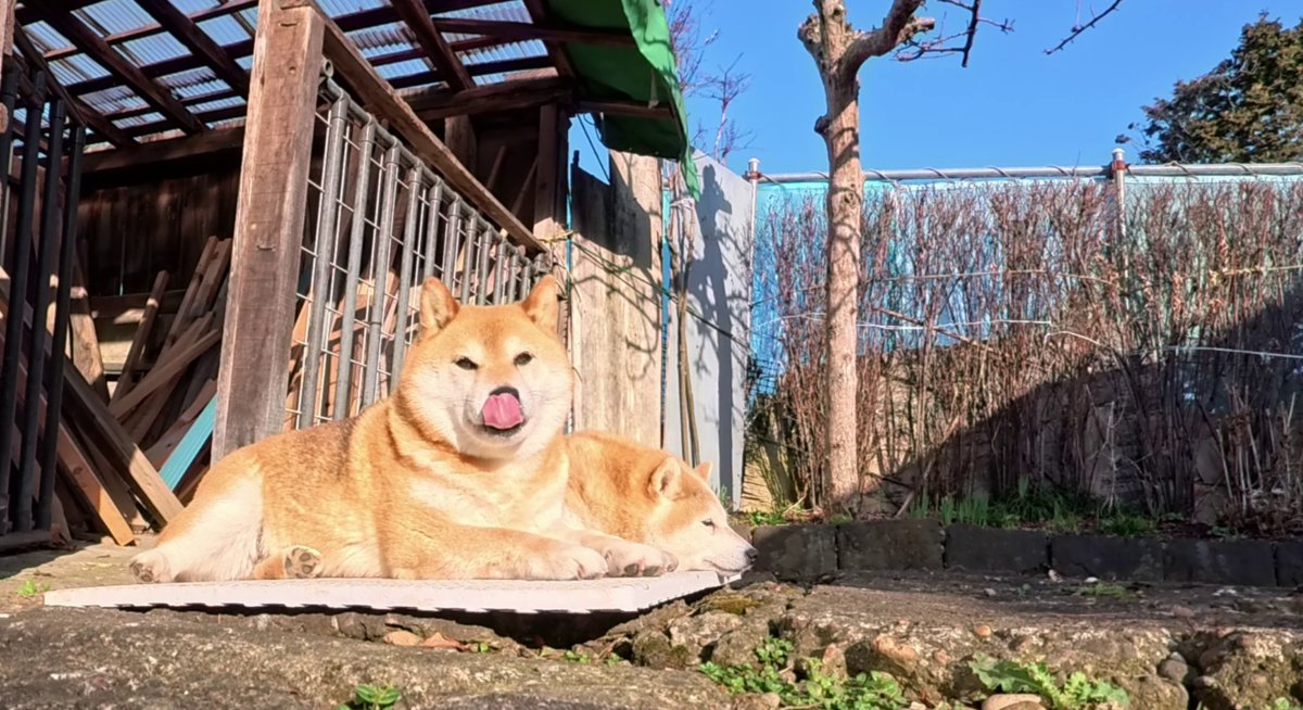 GMJpaCSCbuIDYDw's tweet image. 2026年4月15日(水) 
春のひだまりとお風呂マットでつくる春の柴犬ホイホイ
※連られて二度寝して遅刻しませんように！
#dog #shiba #犬 #柴犬 #丸柴 #犬のいる生活 #柴犬がいる暮らし
くわしくはコチラから
youtu.be/hUOJ2o0Cufs @YouTube