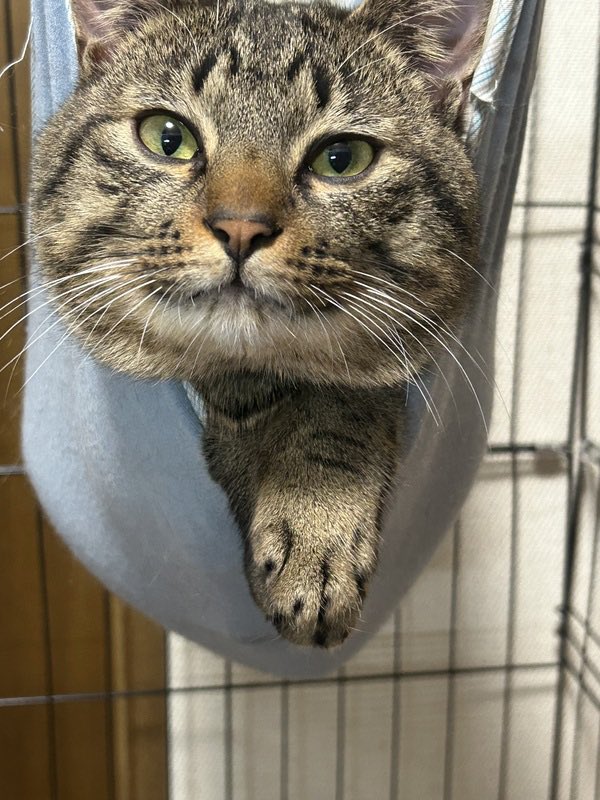 猫の里親募集
推定2歳10ヶ月
♂ 兵庫県

元気なキジトラです！
飼い主様の生活との両立が難しくなり、このままでは猫にとって十分な環境を用意できないと感じたため、より良い環境で暮らせる里親様を募集しています。