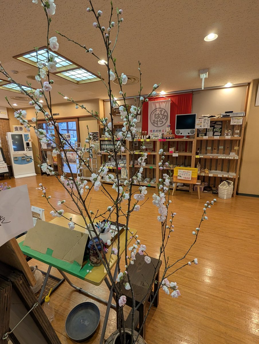 気温13℃湿度70%。
小雨です。
今日は午前中は雨のようですね。
エントランスではいただいたハナモモの花がきれいに咲いています。