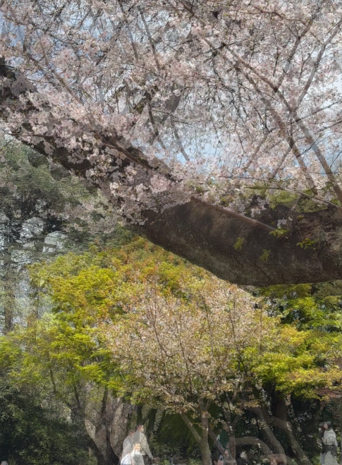 IJ_BF5's tweet photo. 桜が満開で、公園も春の陽気でいっぱいですね🌸☀️
のんびりピクニックしながら、この季節を楽しみたいです😊💖
#桜 #春の景色 #ピクニック日和 #お花見 #のんびり時間 https://t.co/9fsfwwBFOd