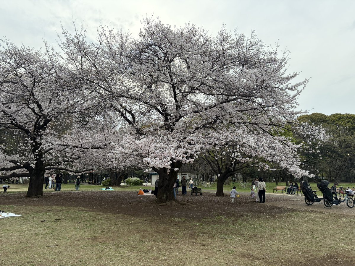B_S_Records's tweet photo. 砧公園へ。桜の木がビックサイズ🌸🪾
#砧公園 https://t.co/1Nv56e7PZz