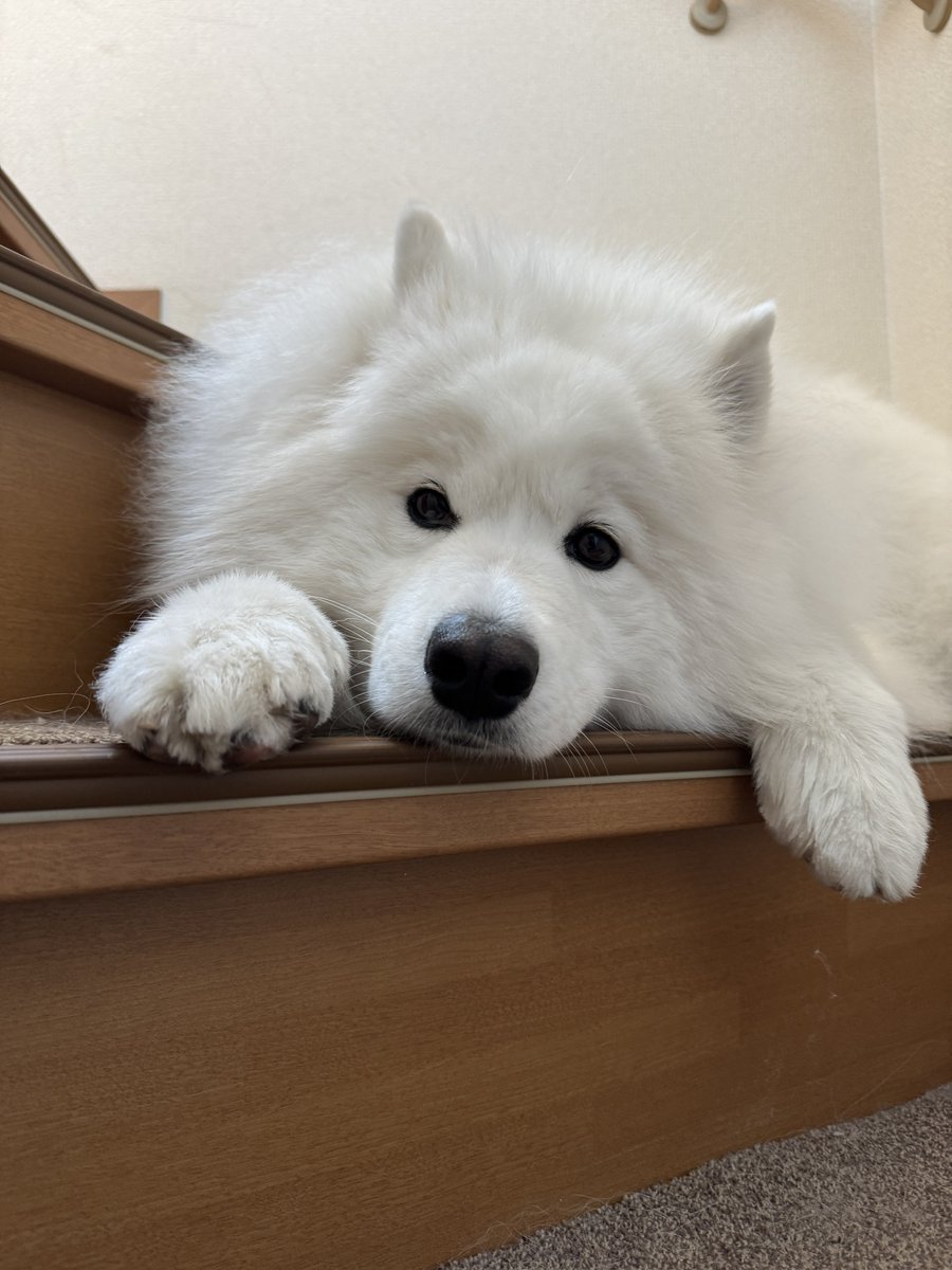 エル🐾サモエド tweet media
