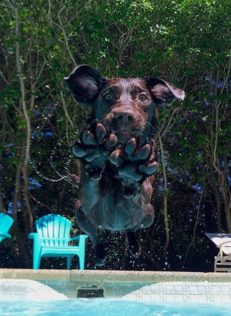 The Dalbo Dog tweet media