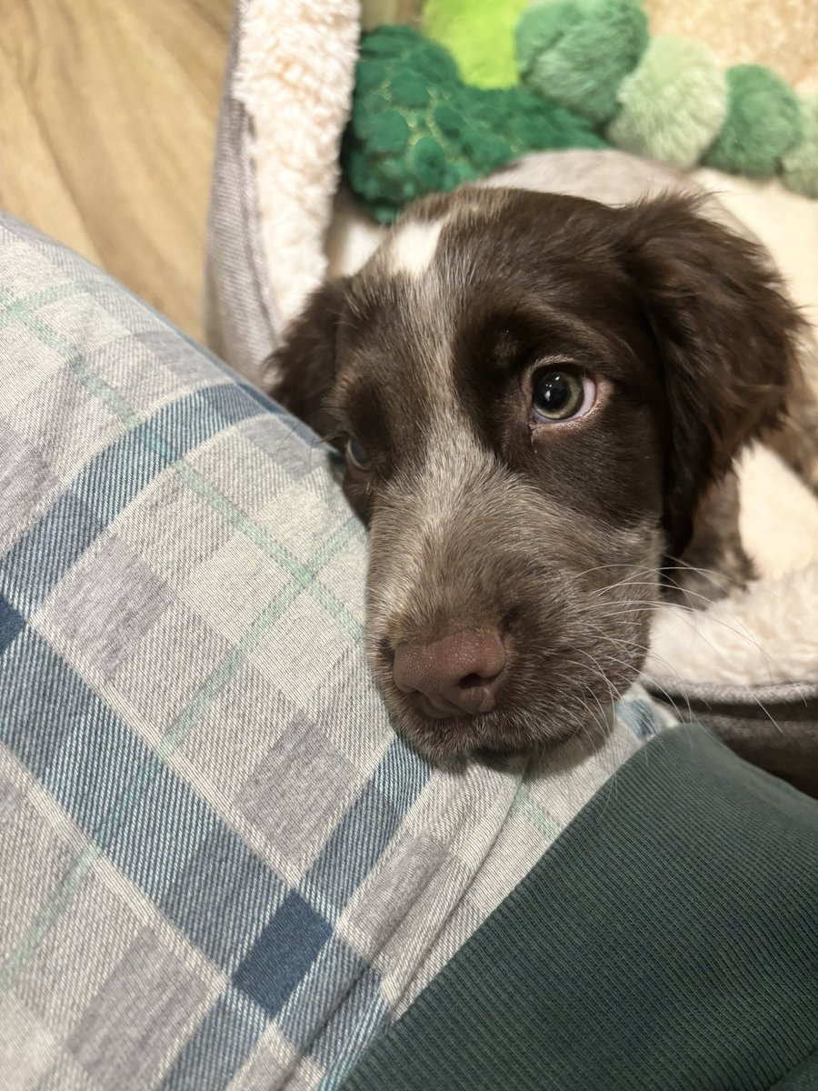 callaghanstace's tweet photo. Meet Rango, named after one of our all time favourite live songs..and already bringing the same energy, chaos and joy into our lives🤩🥹❤️ https://t.co/7a73j0HK5h