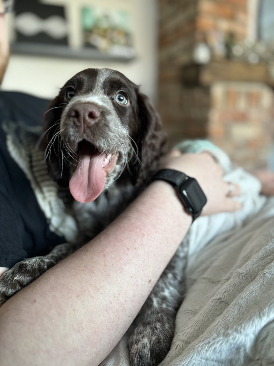callaghanstace's tweet photo. Meet Rango, named after one of our all time favourite live songs..and already bringing the same energy, chaos and joy into our lives🤩🥹❤️ https://t.co/7a73j0HK5h