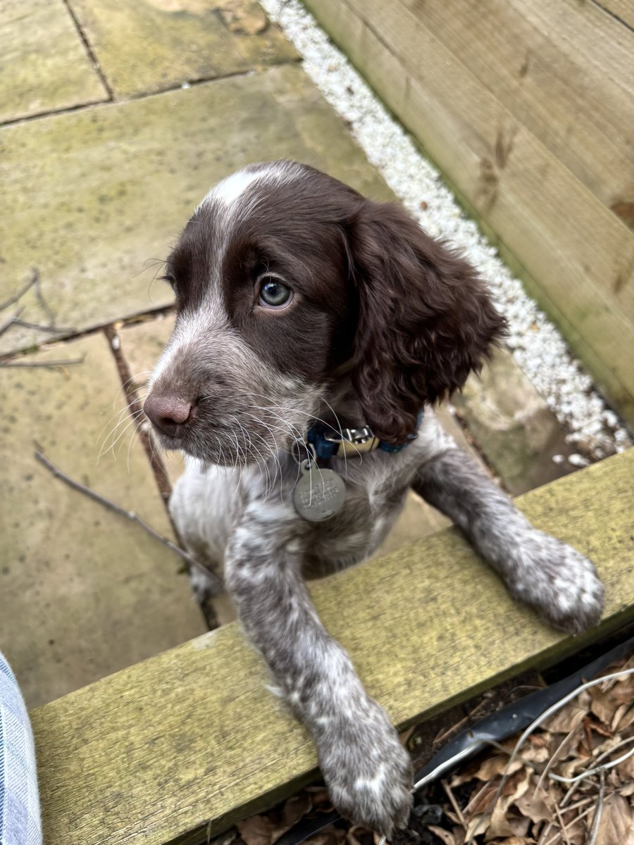 callaghanstace's tweet photo. Meet Rango, named after one of our all time favourite live songs..and already bringing the same energy, chaos and joy into our lives🤩🥹❤️ https://t.co/7a73j0HK5h