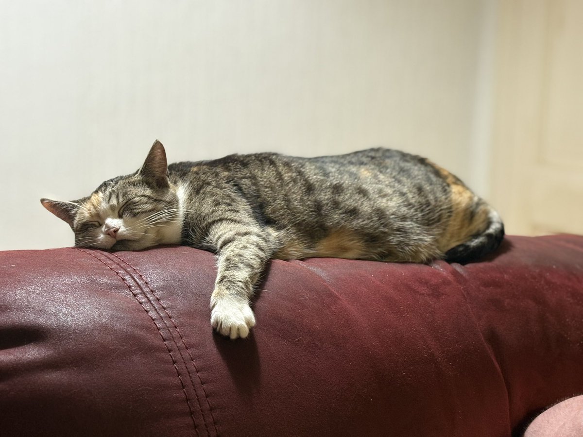 le petit prince 🇮🇷 🇮🇱 tweet media