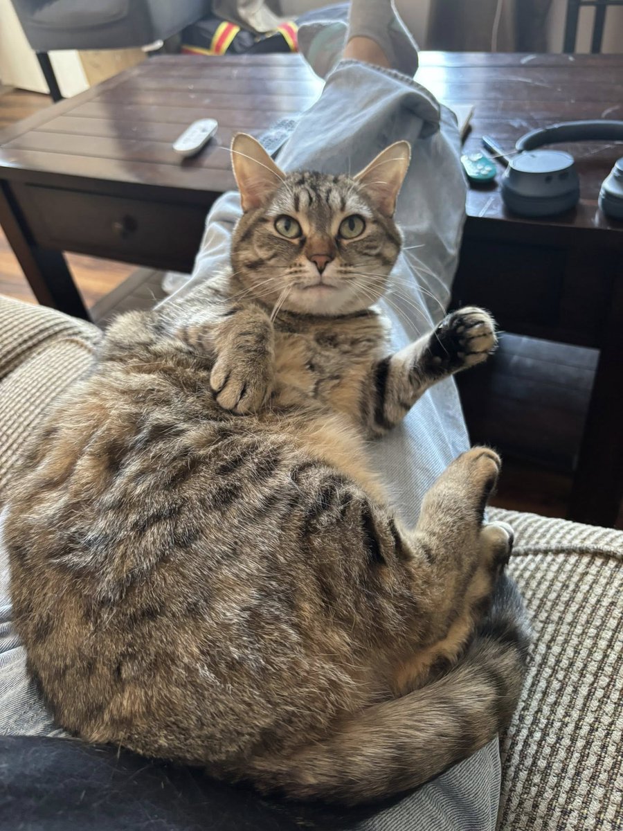 Guelph Lost Pets tweet media